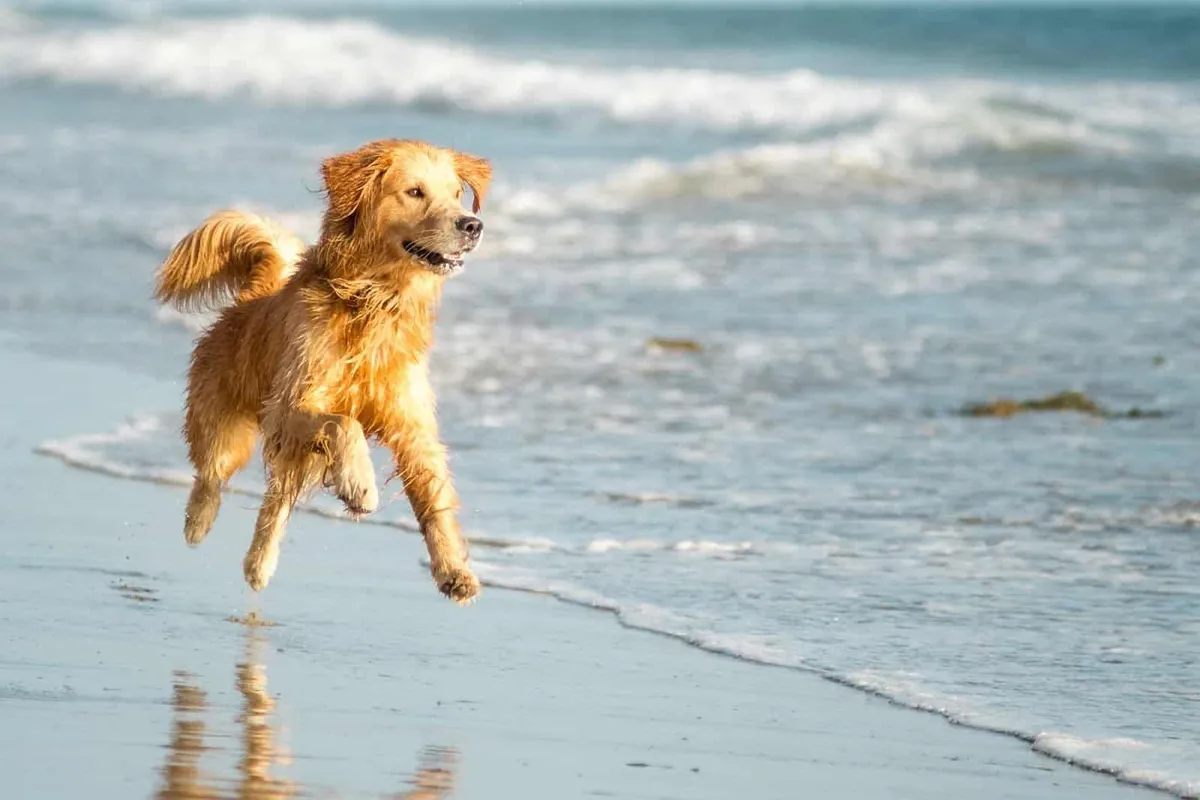 Dog Friendly Cornwall: The Complete Guide for 2026