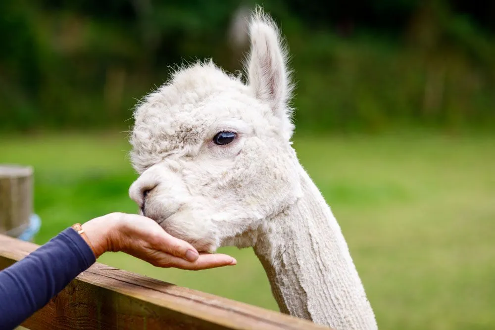 Trenannick Farm Cottages photo 5