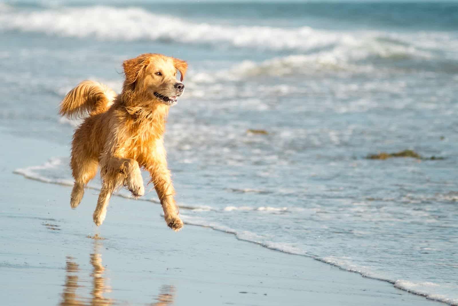 The Best Beaches in Cornwall to Take Your Dog