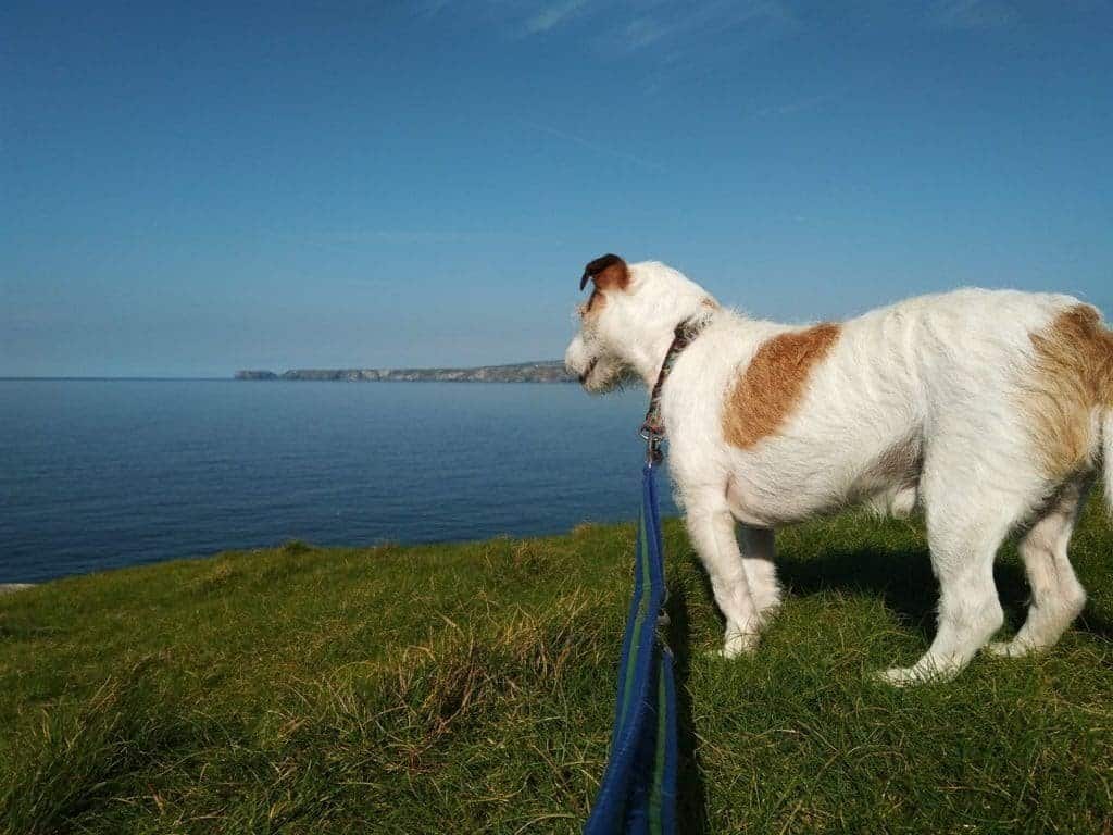 cornwall places to visit with dogs